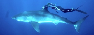 1Ocean-Ramsey-nage-avec-Grand-Requin-Blanc